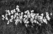 Bog Cotton