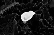 Easter Lily image