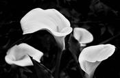 Easter Lily image