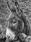 Donkey