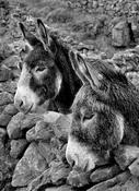 Donkeys image