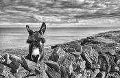 Donkey
