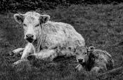 Cow and calf