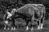 Cow and calf