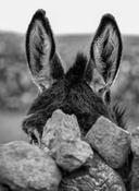 Donkey