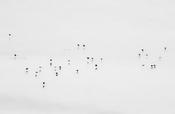 Sea Birds, Blasket Islands
