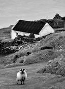 Blasket Island Sheep