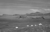Blasket Island Sheep image