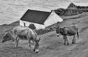 Blasket Island Donkeys