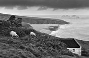 Blasket Island Sheep