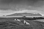 Blasket Island Sheep image