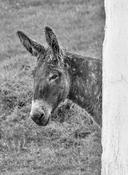 Blasket Island Donkeys image
