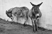 Blasket Island Donkeys