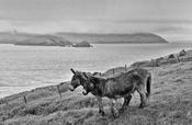 Blasket Island Donkeys