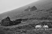 Blasket Island Sheep image