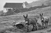 Blasket Island Donkeys image