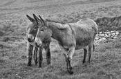 Blasket Islands Donkeys
