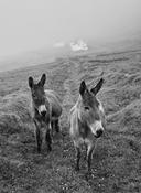 Blasket Island Donkeys image