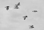 Oystercatchers image