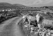 Connemara ponies