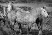 Connemara ponies image