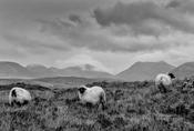 Connemara image