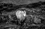 Connemara Pony