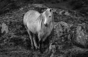 Connemara Pony
