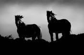 Connemara Ponies