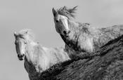 Connemara Ponies