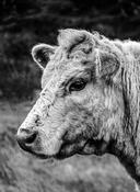Bull