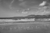 Sea Birds, Inch Beach