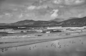 Sea Birds, Inch Beach
