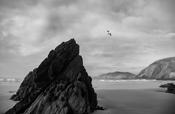 Gull, Coumeenole beach