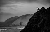 Gull, Coumeenole beach