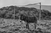 Donkey