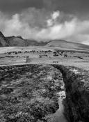 Peat Bog