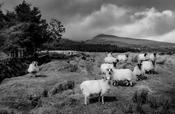 Gathering sheep