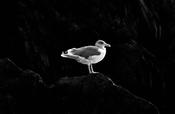 Seagull