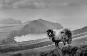 Sheep