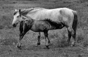 Horse and foal