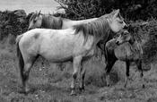 Horses