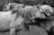 Horses