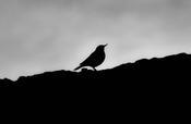 Blackbird