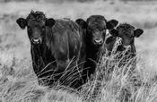 Three cows