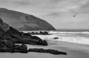 Coumeenole gull