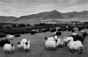 Gathering sheep