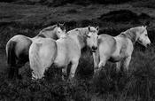 Horses, Donegal, 2022 image