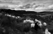 Donegal Sheep, 2022