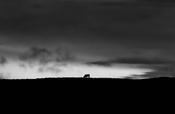Donegal Cow, 2022